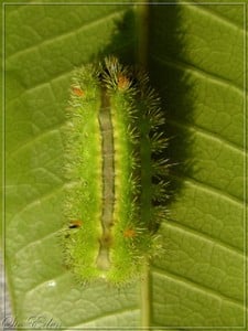 Giftige larver i Nordthailand