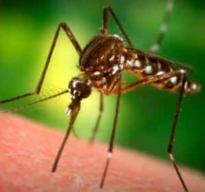 Giftige myg i Nordthailand