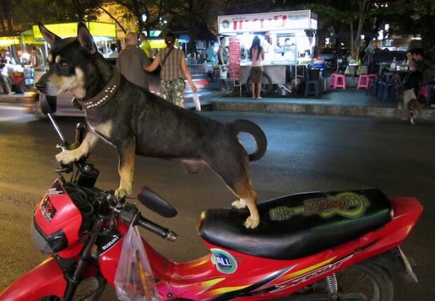 hund på bike i chiang mai