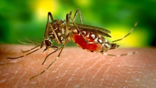 dengue myg