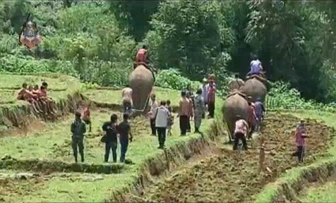 elefanter pløjer rismarker