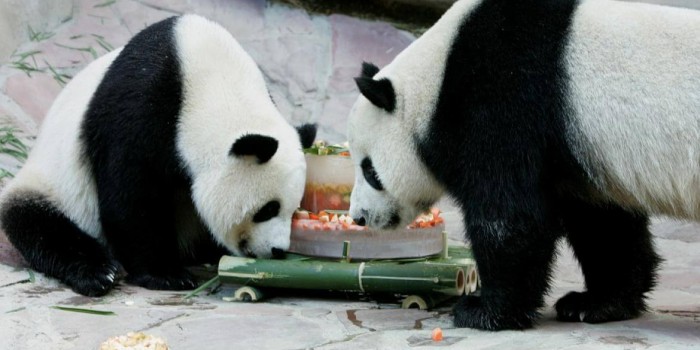 Bliv panda passer i 2 dage